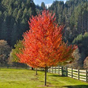 fall colored tree