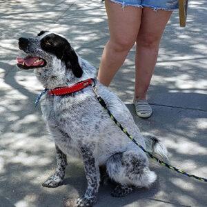 beautiful dog at junquefest